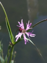 Silene flos-cuculi