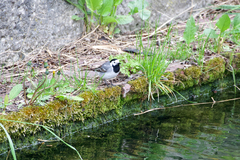 Motacilla alba alba