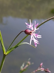 Silene flos-cuculi