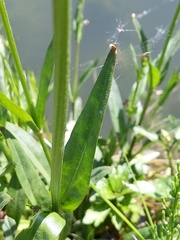 Silene flos-cuculi