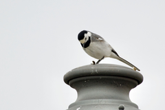 Motacilla alba alba