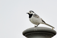 Motacilla alba alba