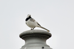 Motacilla alba alba