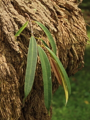 Ficus maclellandii