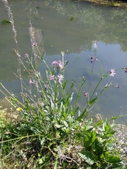 Silene flos-cuculi