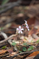 Pelargonium havlasae