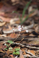 Pelargonium havlasae