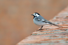 Motacilla alba alba