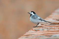 Motacilla alba alba