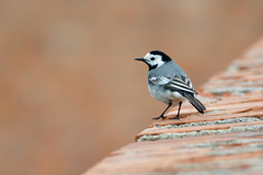Motacilla alba alba