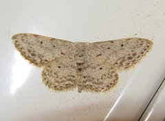 Idaea albitorquata
