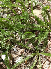 Achillea millefolium