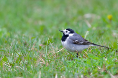 Motacilla alba alba