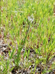 Polygala monspeliaca