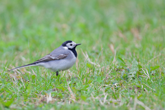 Motacilla alba alba