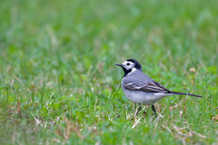 Motacilla alba alba