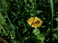 Andrena nitida