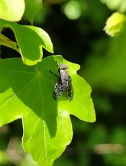 Platystoma seminationis