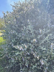 Teucrium fruticans