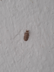 Agonopterix curvipunctosa