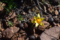 Romulea tortuosa aurea