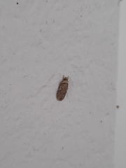 Agonopterix curvipunctosa