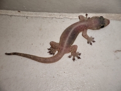 Gehyra mutilata