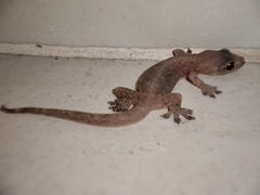Gehyra mutilata
