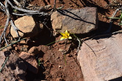 Romulea tortuosa aurea
