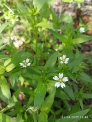 Cerastium nemorale