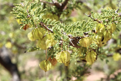 Bulnesia schickendantzii