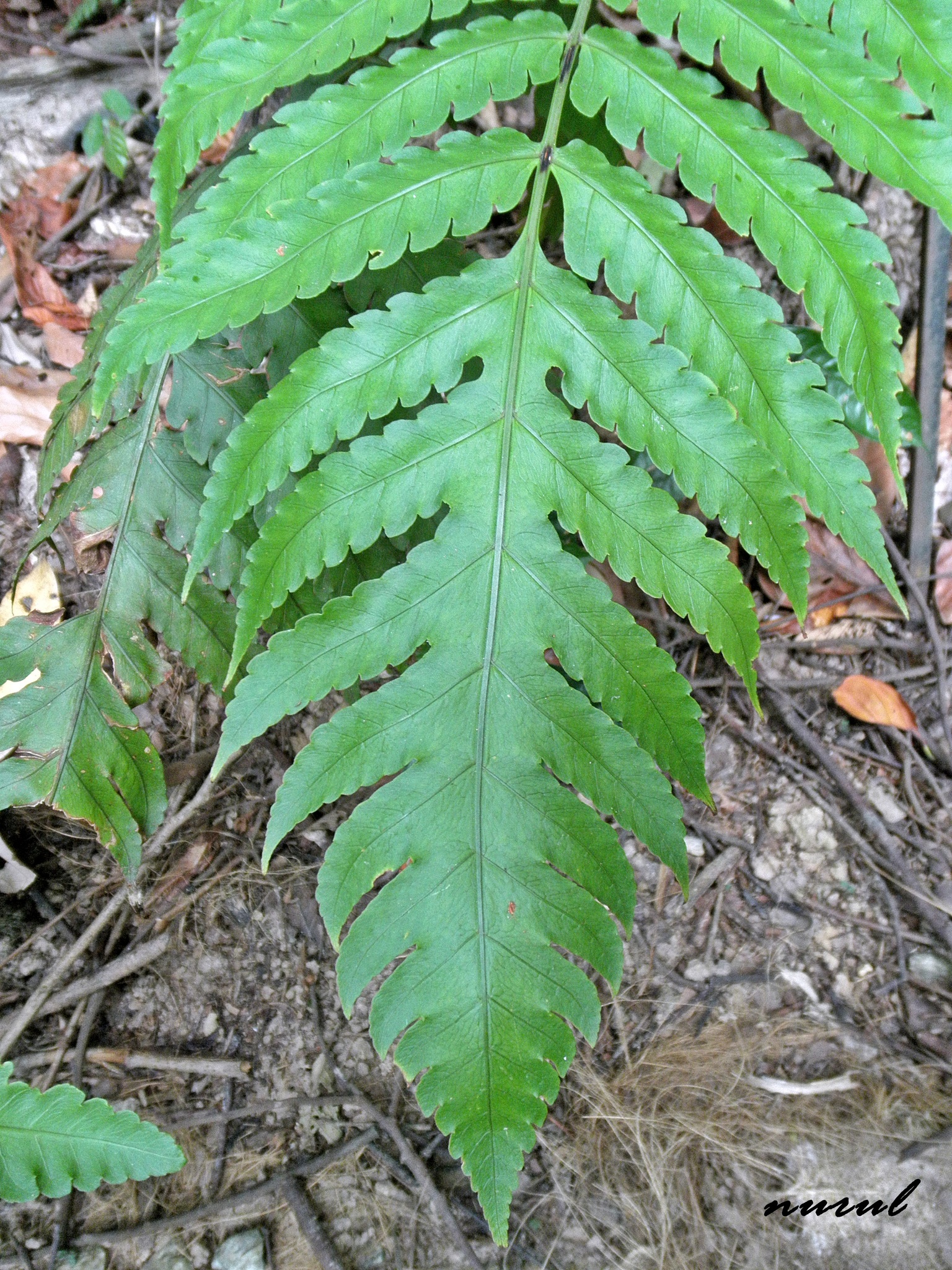 Pleocnemia