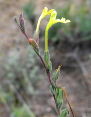 Odontites longiflorus