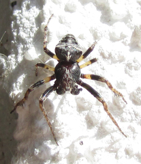 Gibbaranea bituberculata