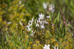 Stylidium petiolare