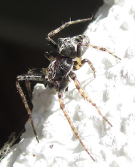 Gibbaranea bituberculata