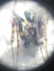 Gibbaranea bituberculata