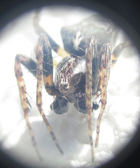 Gibbaranea bituberculata