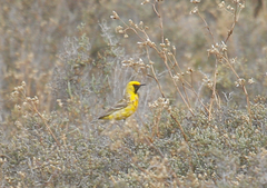 Epthianura aurifrons