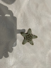 Oreaster reticulatus