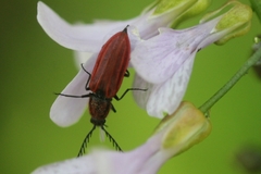 Anostirus purpureus