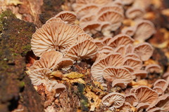 Marasmiellus affixus