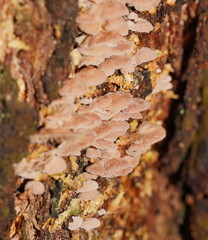 Marasmiellus affixus