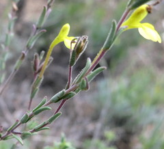 Odontites longiflorus