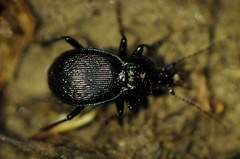 Sphaeroderus