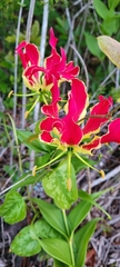 Gloriosa superba