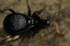 Sphaeroderus