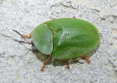 Cassida viridis