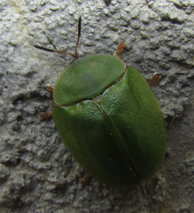 Cassida viridis