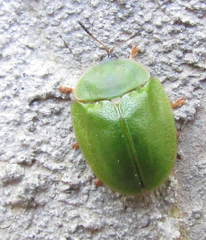 Cassida viridis